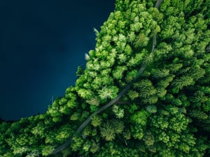 forest